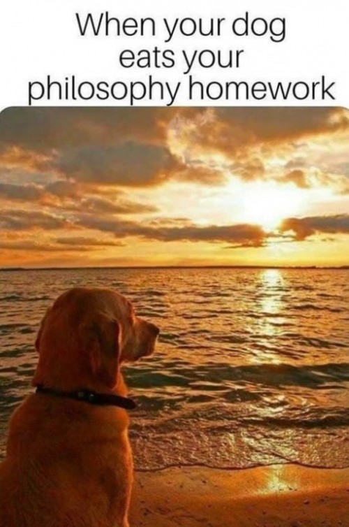 Dog who eats philsophy homework